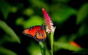 Download Butterfly Wallpaper Wallpaper