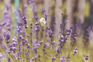 Download Butterfly Wallpaper Wallpaper