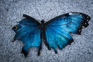 Download Butterfly Wallpaper Wallpaper