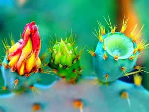 Download Cactus Wallpaper Wallpaper