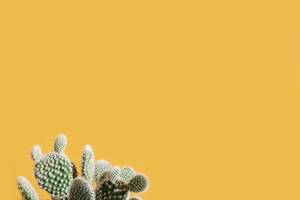 Download Cactus Wallpaper Wallpaper