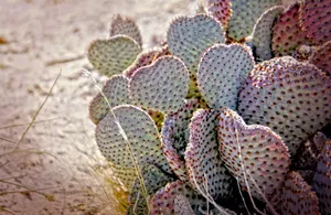 Download Cactus Wallpaper Wallpaper