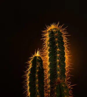 Download Cactus Wallpaper Wallpaper