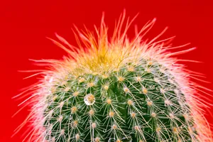 Download Cactus Wallpaper Wallpaper