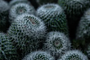 Download Cactus Wallpaper Wallpaper