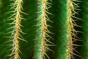 Download Cactus Wallpaper Wallpaper