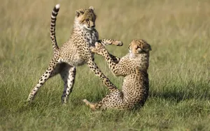 Download Cheetah Wallpaper Wallpaper