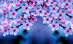 Download Cherry Blossom Wallpaper Wallpaper