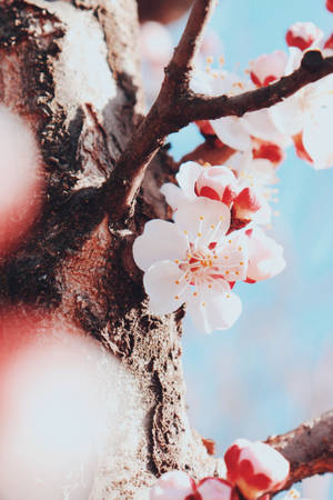 Download Cherry Blossom Wallpaper Wallpaper