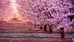 Download Cherry Blossom Wallpaper Wallpaper