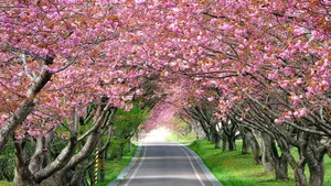 Download Cherry Blossom Wallpaper Wallpaper
