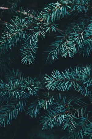 Download Christmas Wallpaper Wallpaper