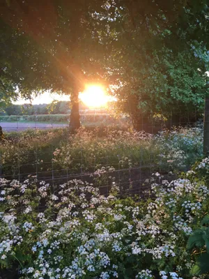 Download Cottagecore Wallpaper Wallpaper