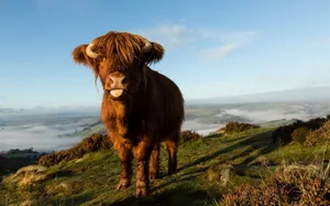 Download Cow Wallpaper Wallpaper