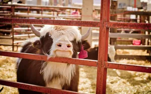 Download Cow Wallpaper Wallpaper