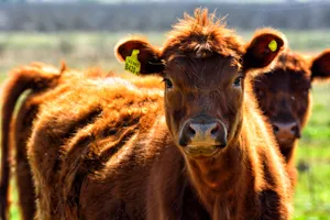 Download Cow Wallpaper Wallpaper