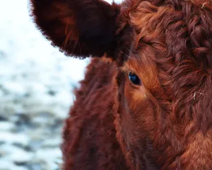 Download Cow Wallpaper Wallpaper