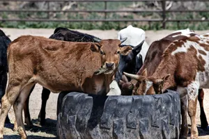 Download Cow Wallpaper Wallpaper