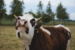 Download Cow Wallpaper Wallpaper