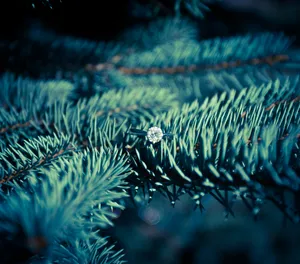 Download Diamond Wallpaper Wallpaper