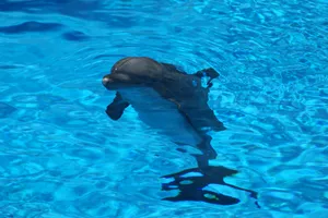 Download Dolphin Wallpaper Wallpaper