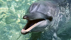 Download Dolphin Wallpaper Wallpaper