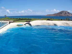 Download Dolphin Wallpaper Wallpaper