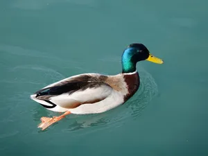 Download Duck Wallpaper Wallpaper