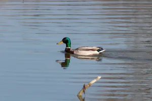 Download Duck Wallpaper Wallpaper