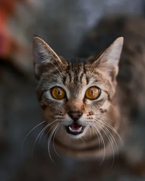 Download Felix The Cat Wallpaper Wallpaper