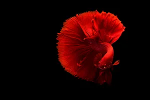 Download Fish Wallpaper Wallpaper