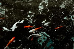 Download Fish Wallpaper Wallpaper