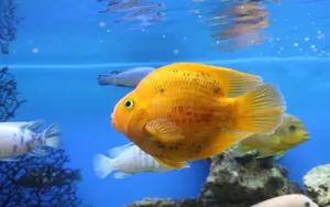 Download Fish Wallpaper Wallpaper