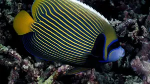 Download Fish Wallpaper Wallpaper