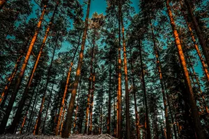 Download Forest Wallpaper Wallpaper