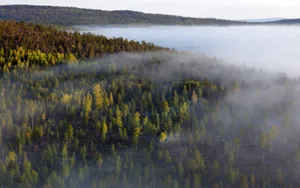 Download Forest Wallpaper Wallpaper