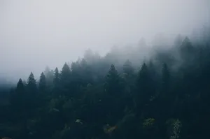 Download Forest Wallpaper Wallpaper