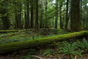 Download Forest Wallpaper Wallpaper