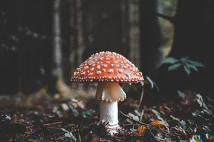 Download Forest Wallpaper Wallpaper