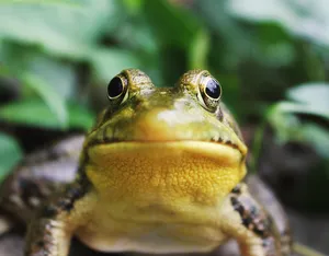 Download Frog Wallpaper Wallpaper