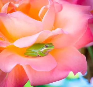 Download Frog Wallpaper Wallpaper