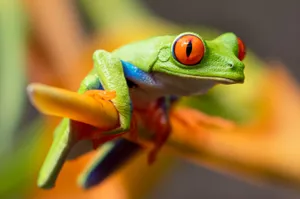 Download Frog Wallpaper Wallpaper