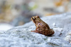 Download Frog Wallpaper Wallpaper