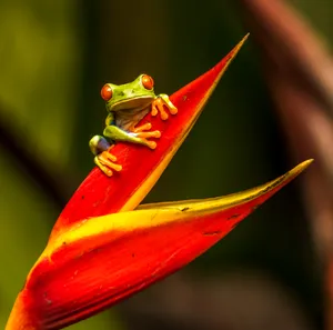 Download Frog Wallpaper Wallpaper