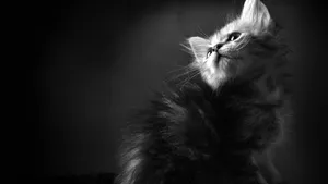 Download Furry Wallpaper Wallpaper