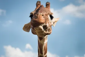 Download Giraffe Wallpaper Wallpaper