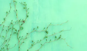 Download Green Wallpaper Wallpaper