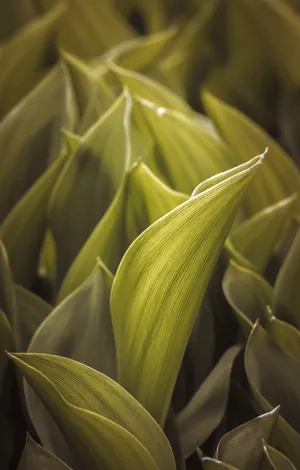 Download Green Wallpaper Wallpaper