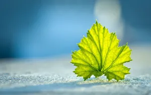 Download Green Wallpaper Wallpaper