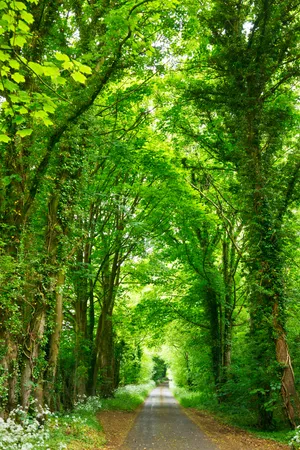 Download Green Wallpaper Wallpaper